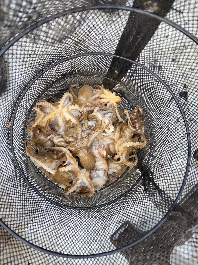 낚시뚜,쭈꾸미,오천항,푸르러호(뉴해양호),낚시뚜1