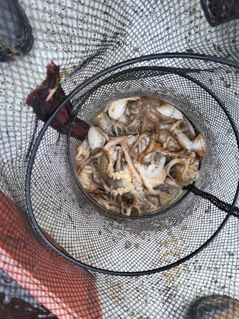 낚시뚜,쭈꾸미,오천항,푸르러호(뉴해양호),낚시뚜2