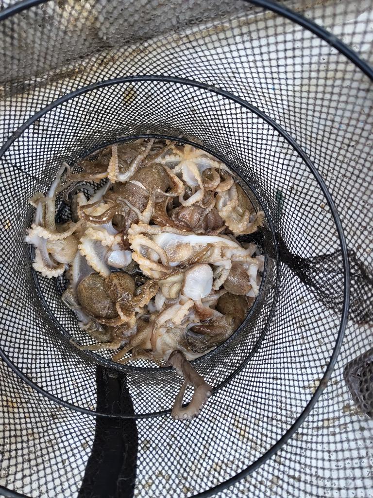 낚시뚜,쭈꾸미,오천항,푸르러호(뉴해양호),낚시뚜3