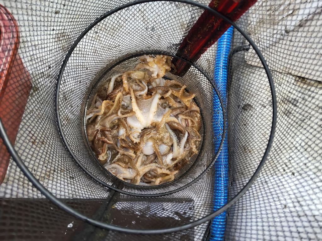 낚시뚜,쭈꾸미,오천항,푸르러호(뉴해양호),낚시뚜4