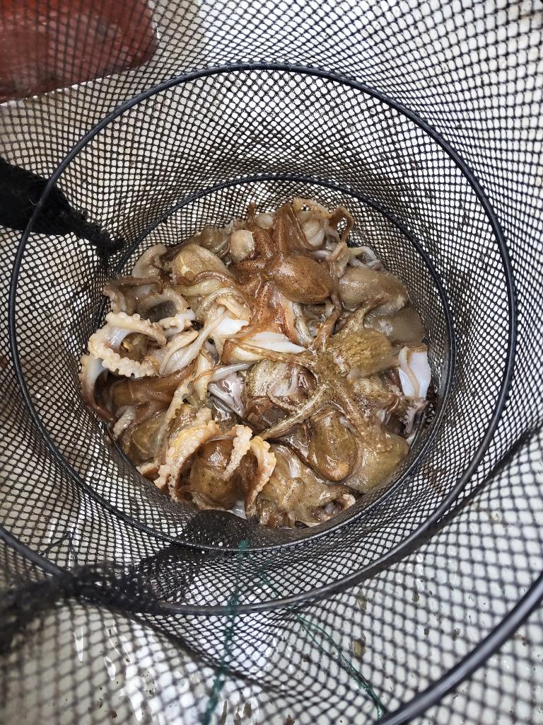 낚시뚜,쭈꾸미,오천항,푸르러호(뉴해양호),낚시뚜5