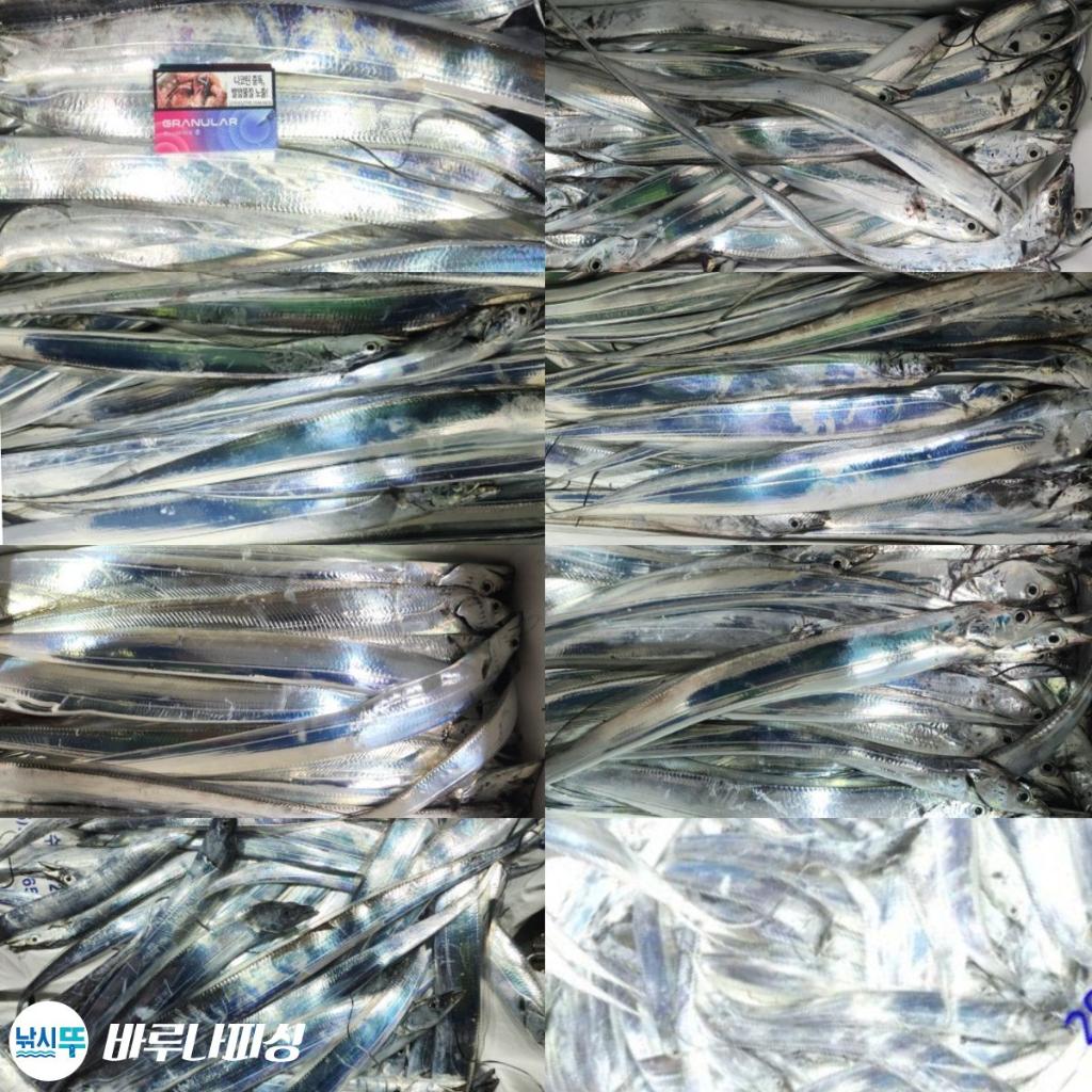 낚시뚜,갈치,속천항(진해),바루나피싱,낚시뚜12