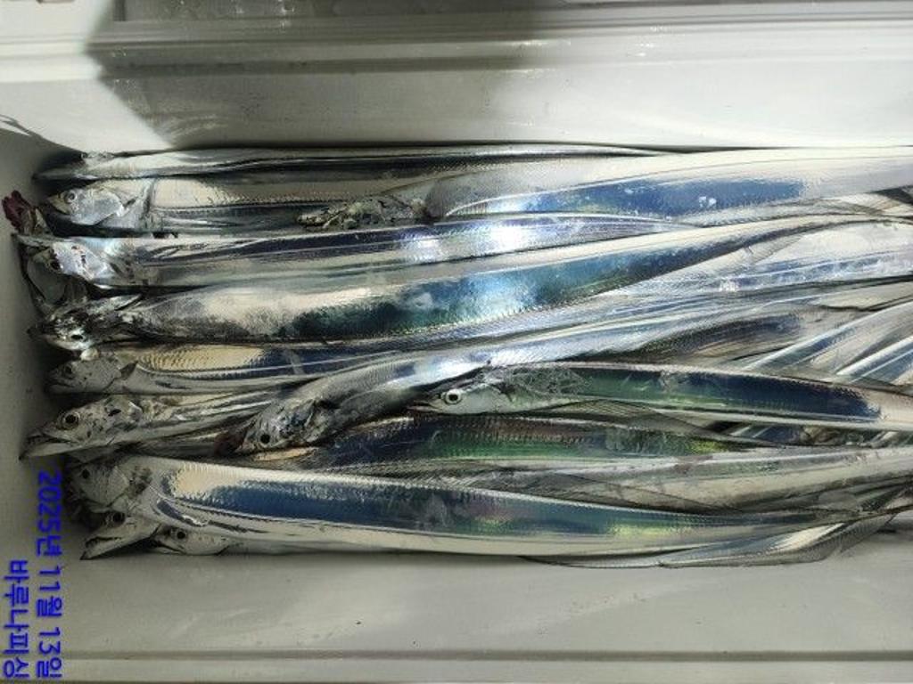 낚시뚜,갈치,속천항(진해),바루나피싱,낚시뚜6