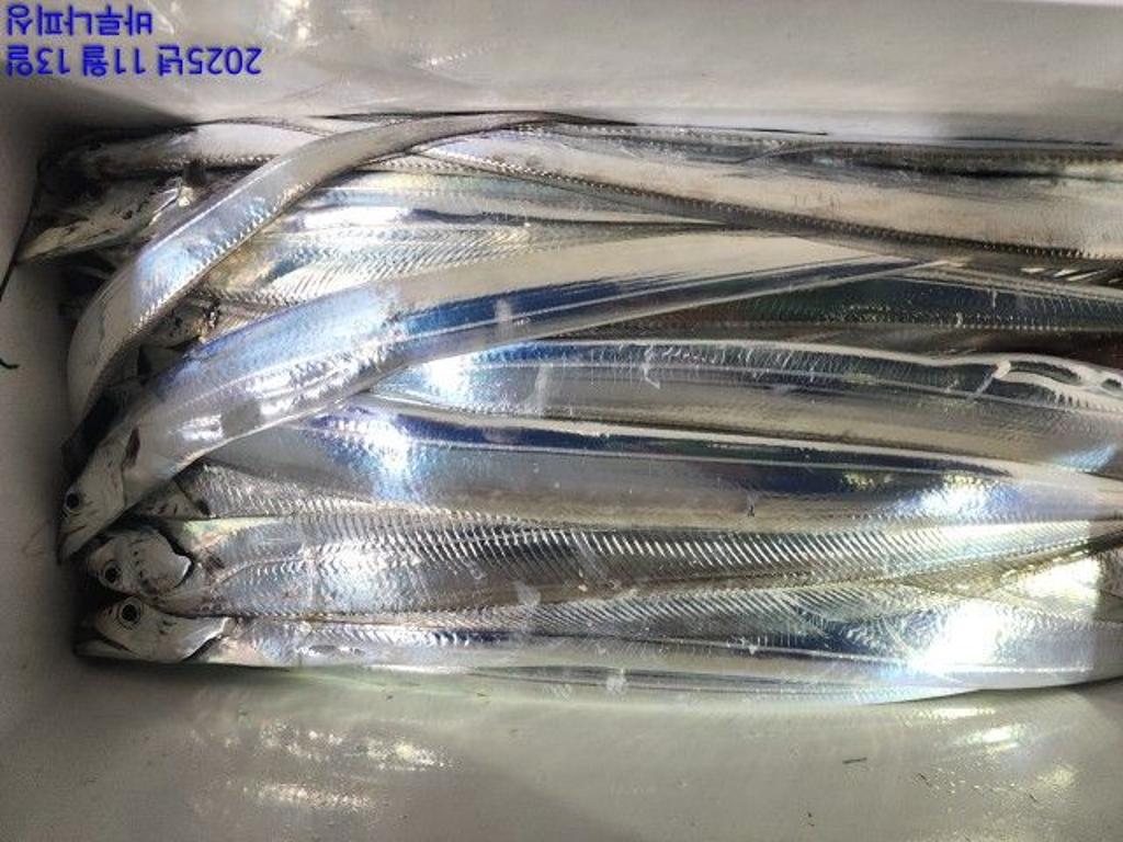 낚시뚜,갈치,속천항(진해),바루나피싱,낚시뚜4