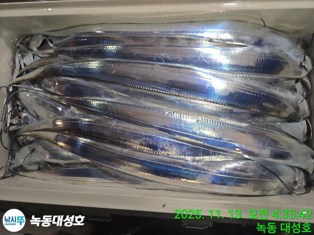 낚시뚜,갈치,녹동항,녹동대성호,낚시뚜77