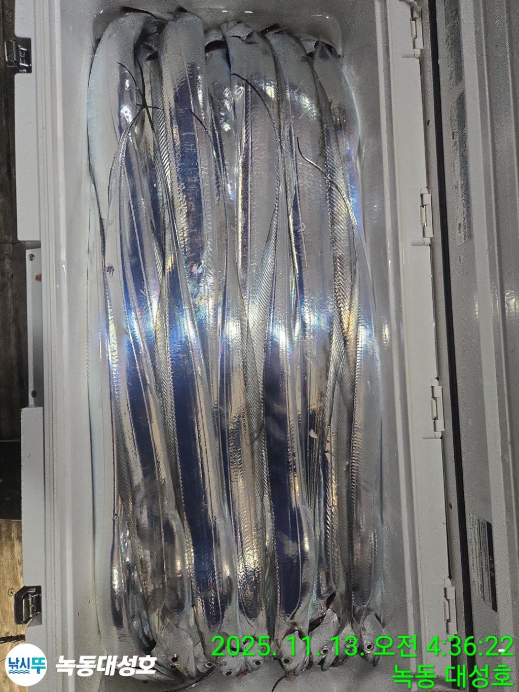 낚시뚜,갈치,녹동항,녹동대성호,낚시뚜75