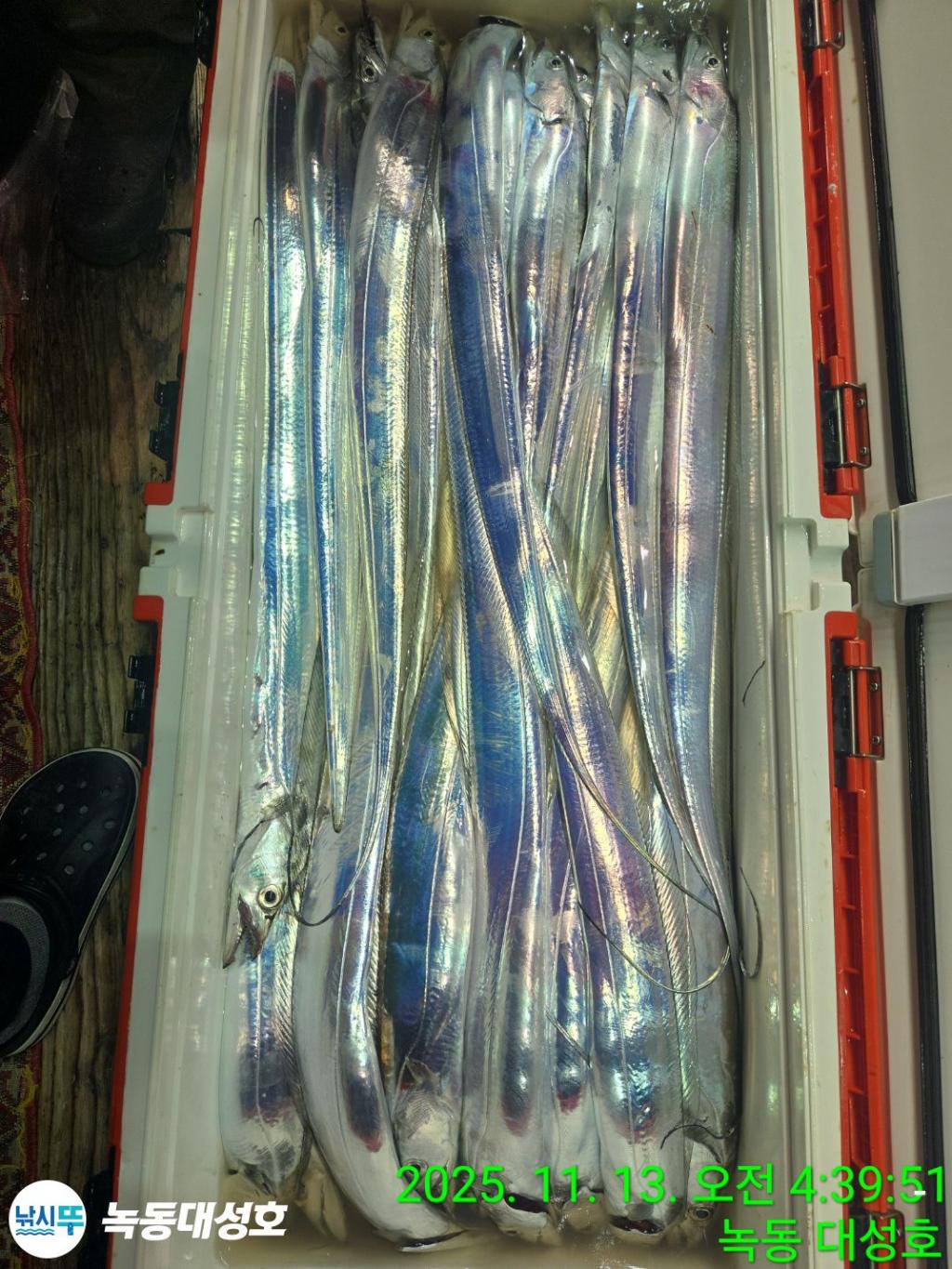 낚시뚜,갈치,녹동항,녹동대성호,낚시뚜73