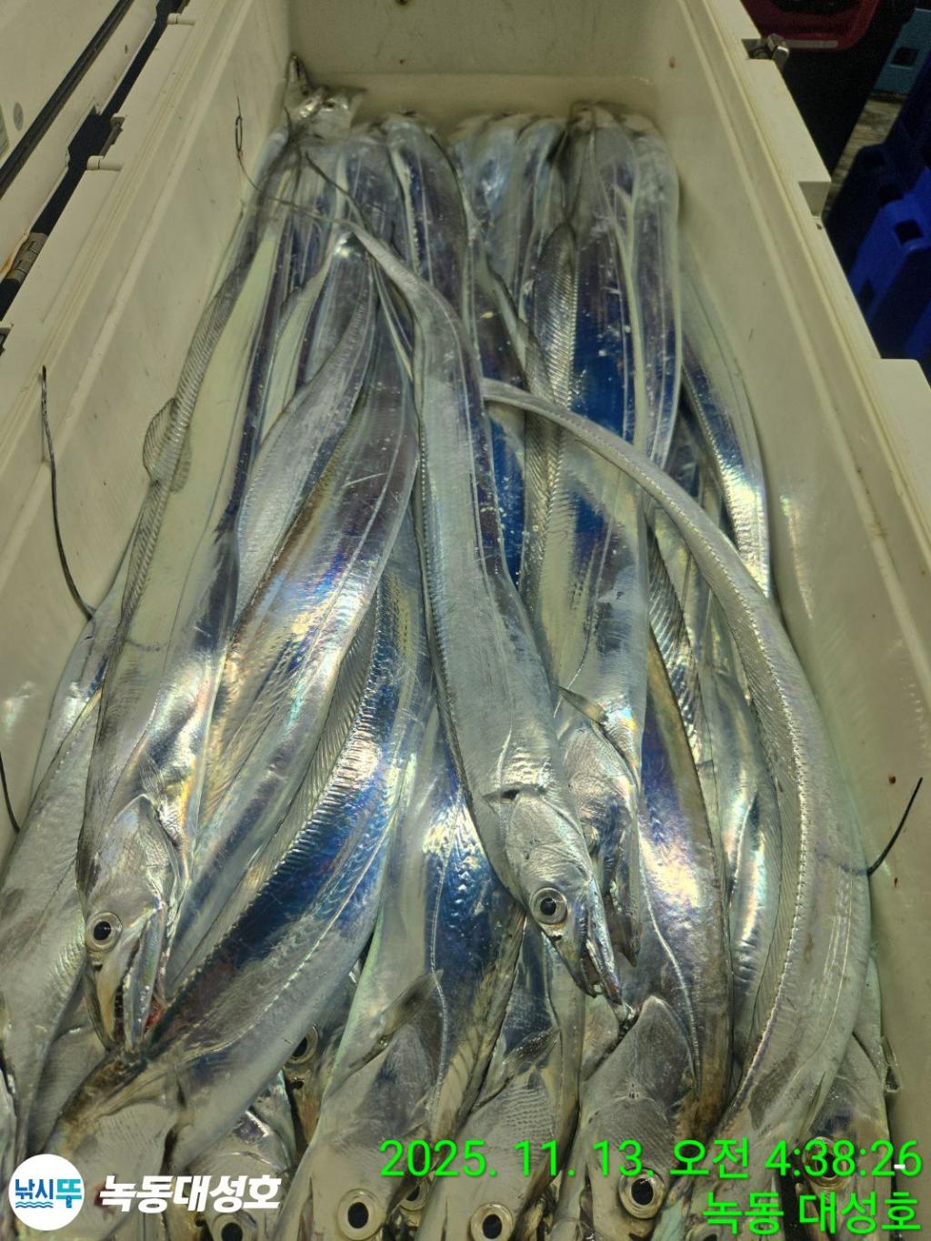 낚시뚜,갈치,녹동항,녹동대성호,낚시뚜71