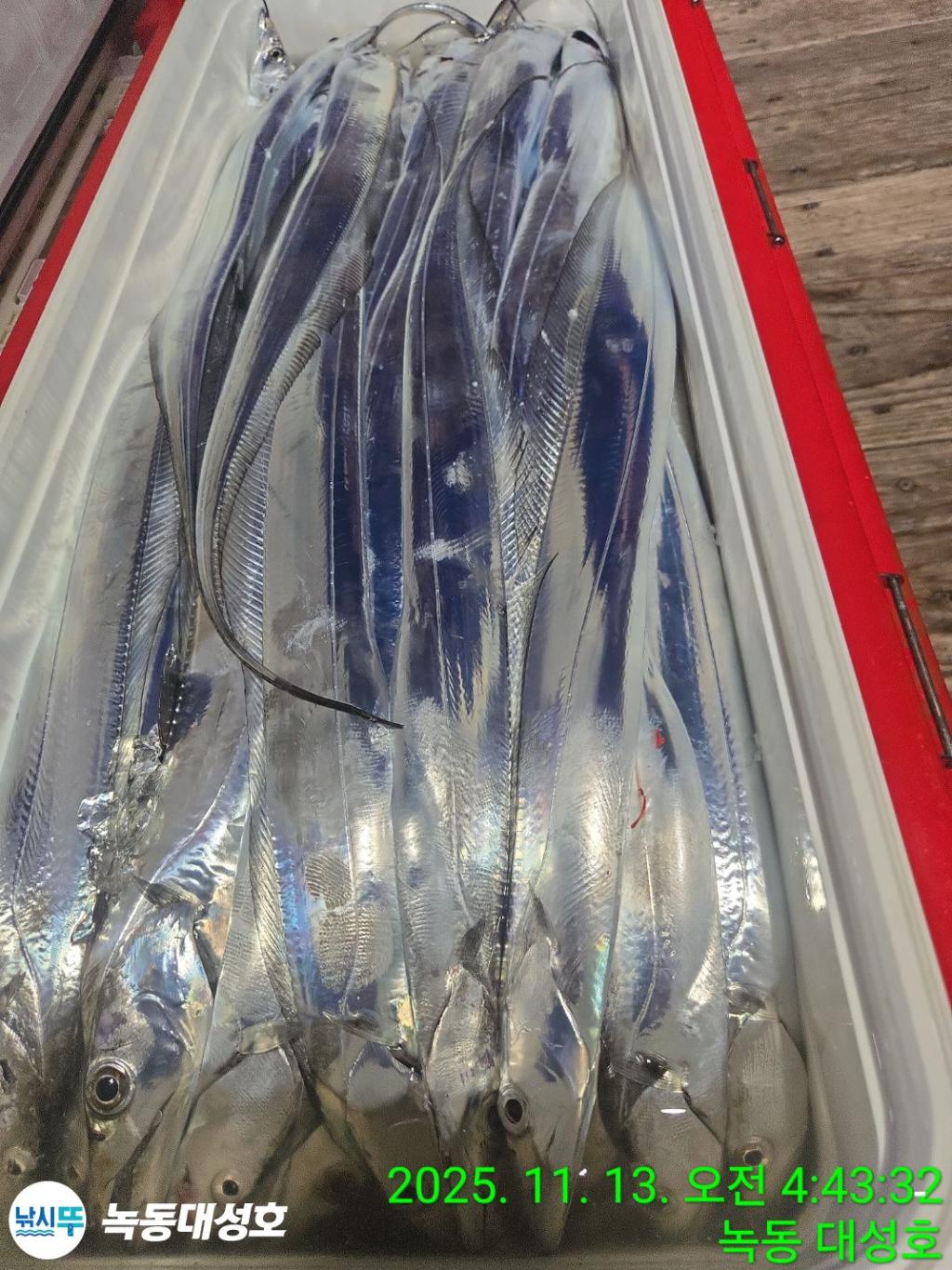 낚시뚜,갈치,녹동항,녹동대성호,낚시뚜70