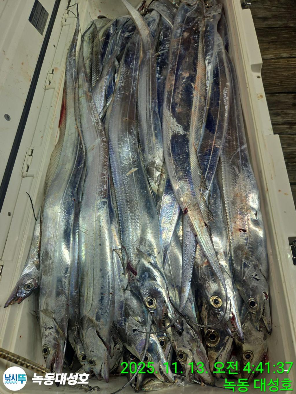 낚시뚜,갈치,녹동항,녹동대성호,낚시뚜69