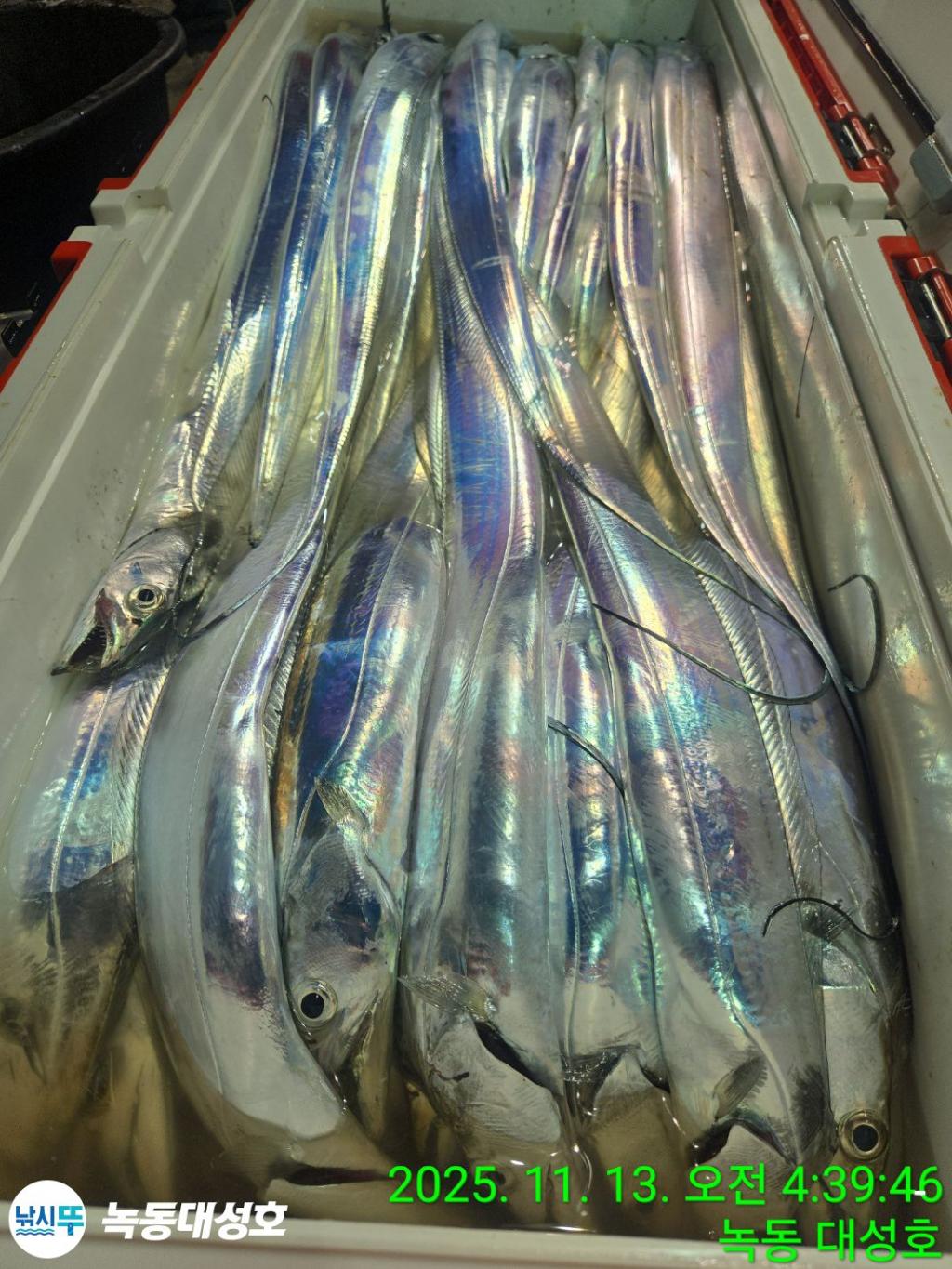 낚시뚜,갈치,녹동항,녹동대성호,낚시뚜68