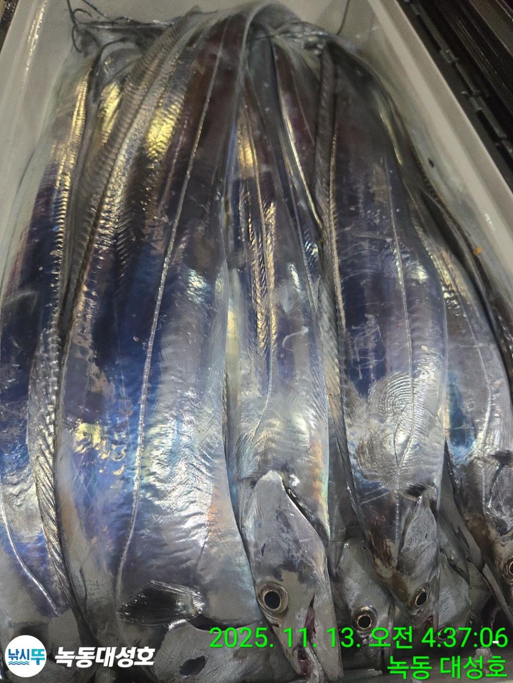 낚시뚜,갈치,녹동항,녹동대성호,낚시뚜66