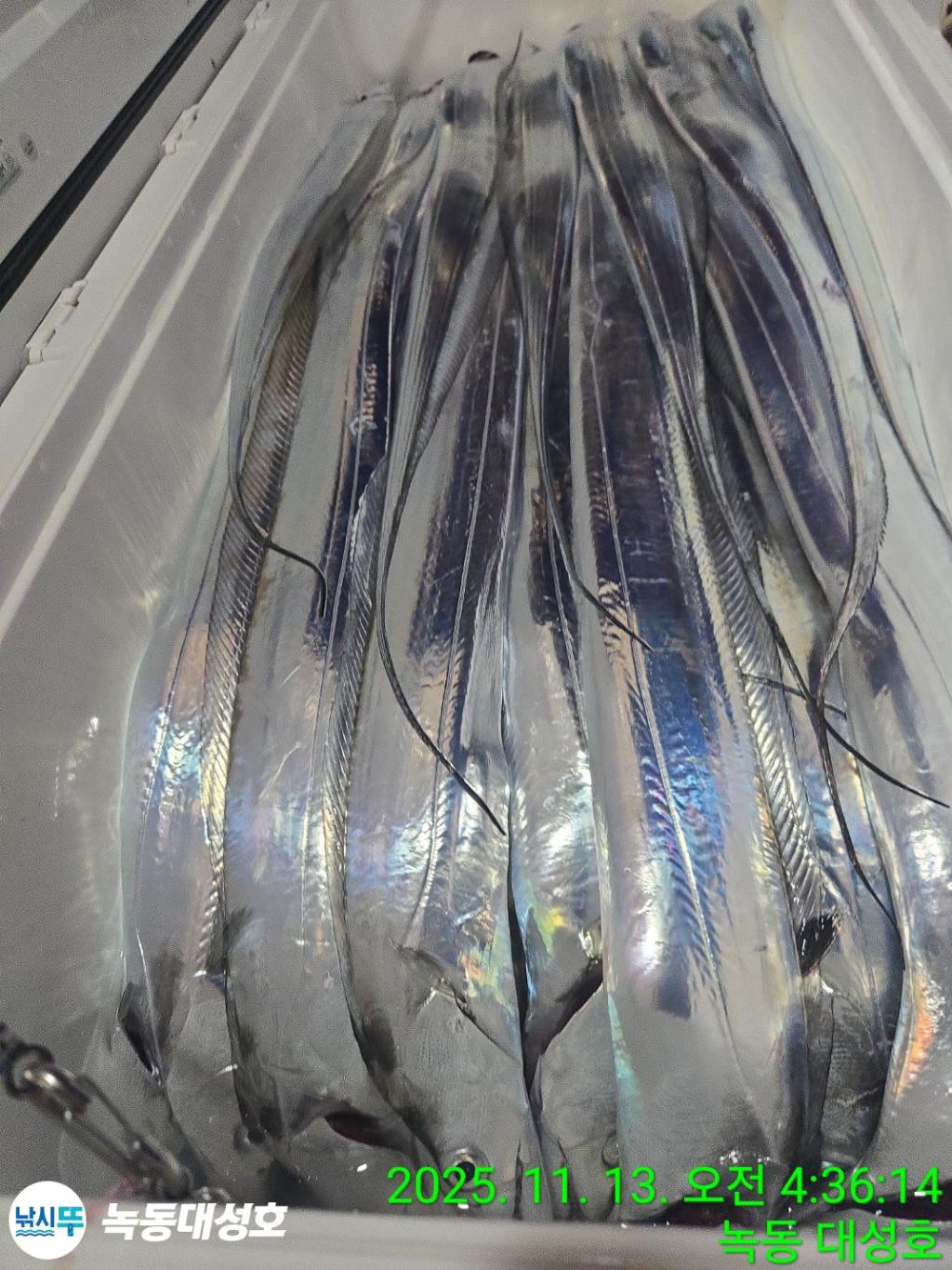 낚시뚜,갈치,녹동항,녹동대성호,낚시뚜65