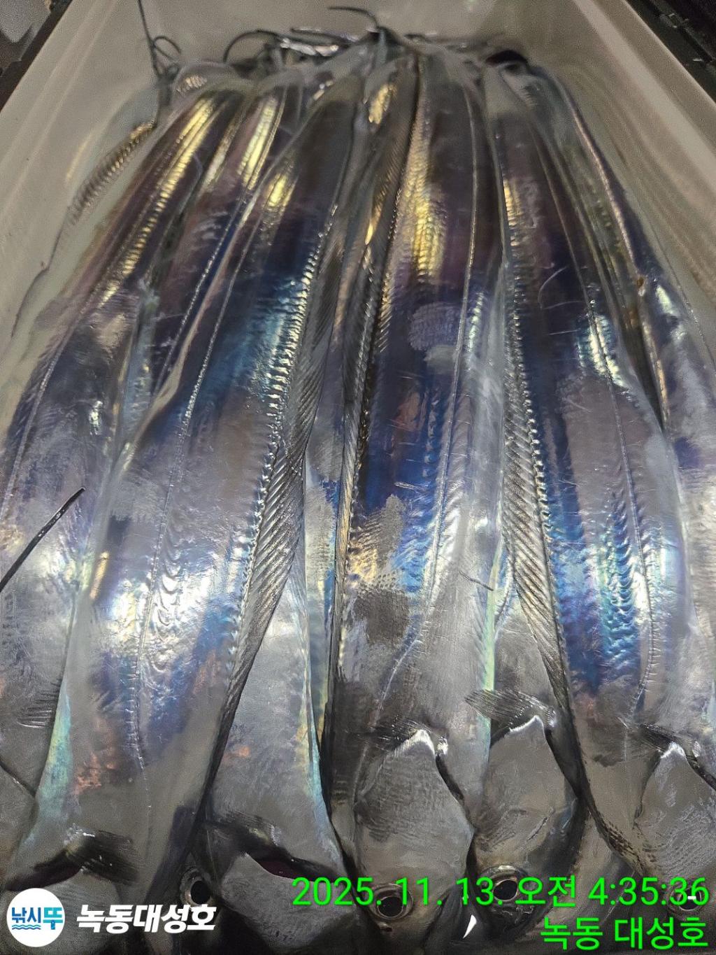 낚시뚜,갈치,녹동항,녹동대성호,낚시뚜64