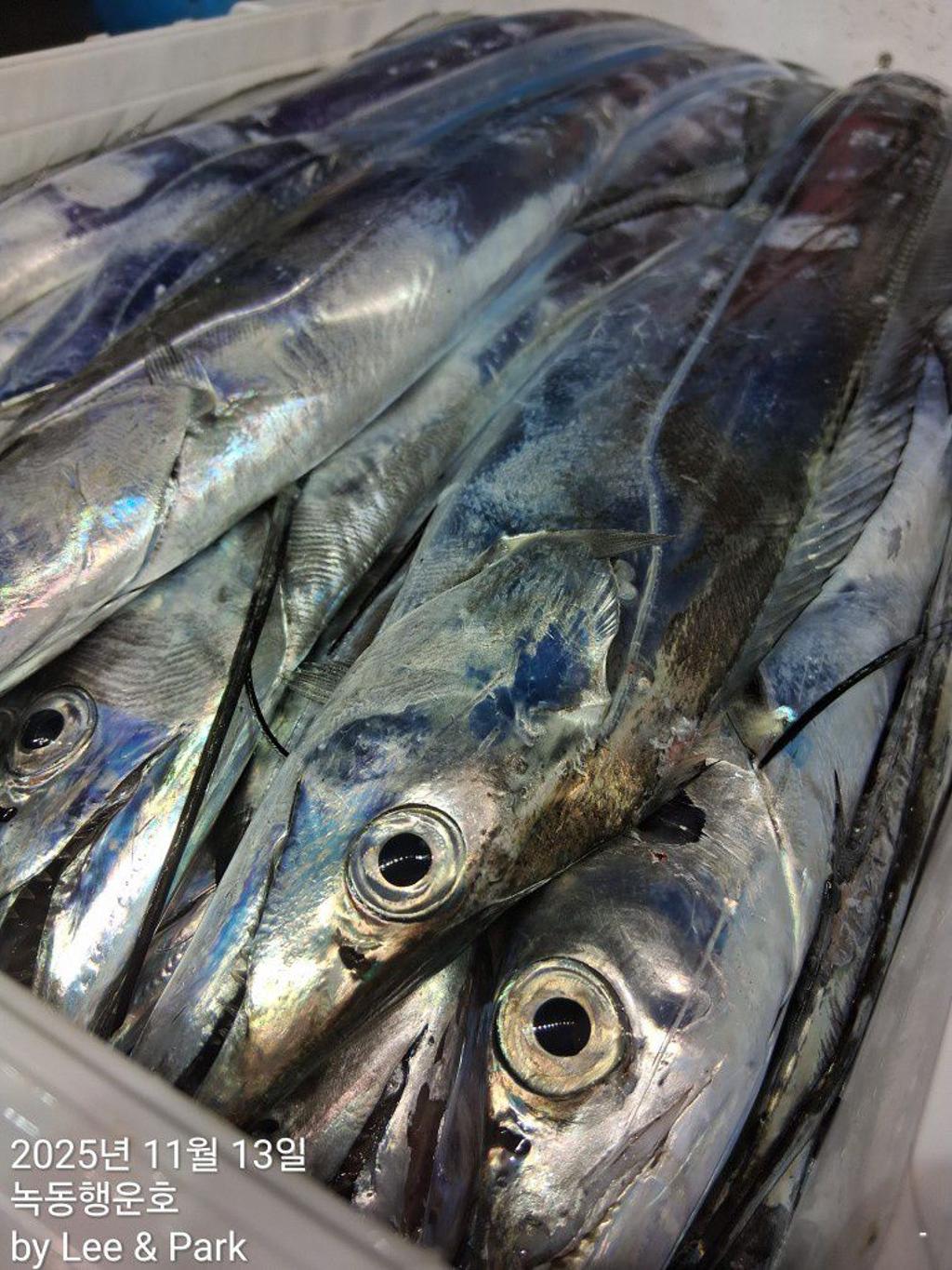 낚시뚜,갈치,녹동항,녹동대성호,낚시뚜63