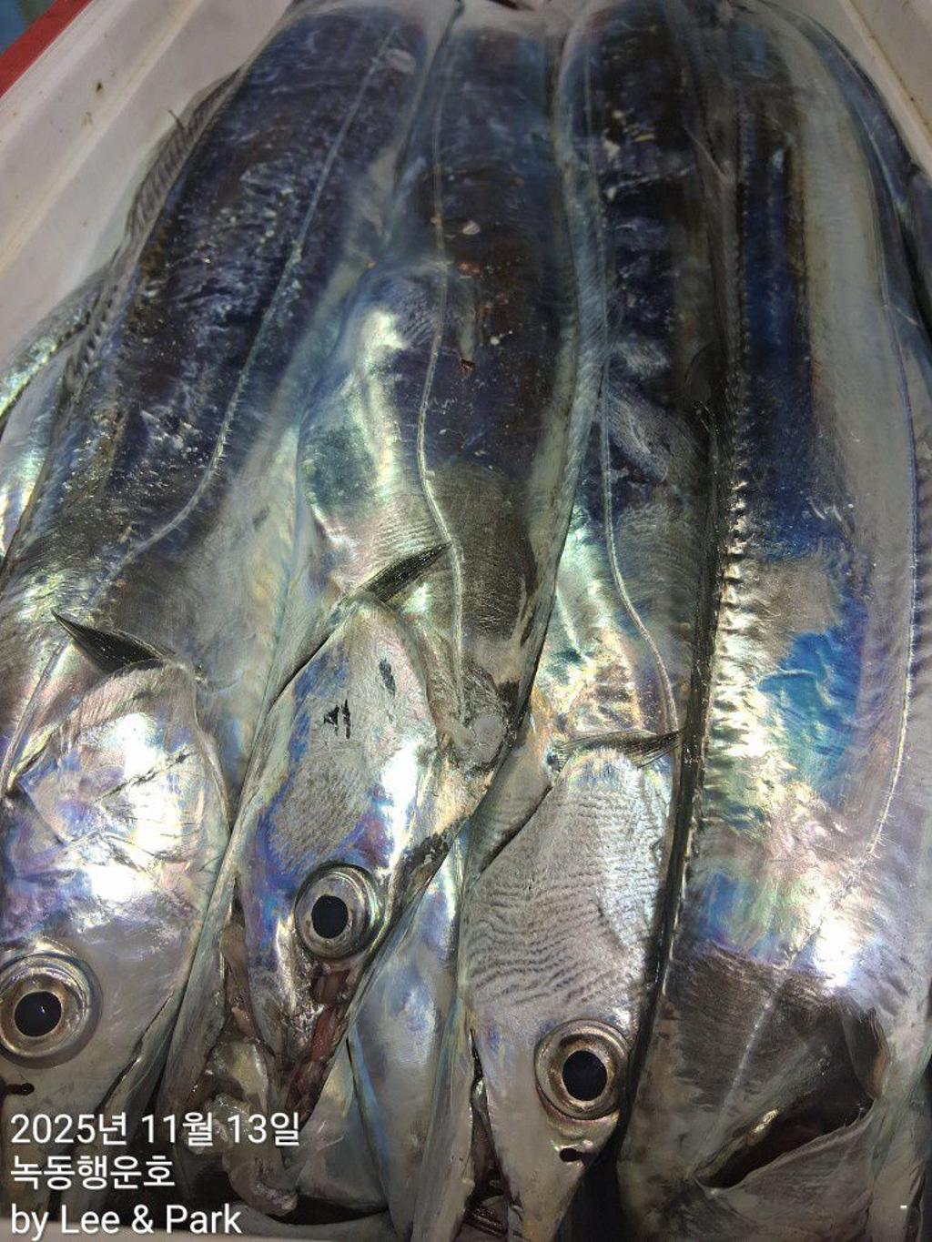 낚시뚜,갈치,녹동항,녹동대성호,낚시뚜62