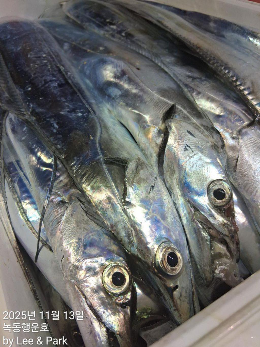 낚시뚜,갈치,녹동항,녹동대성호,낚시뚜61