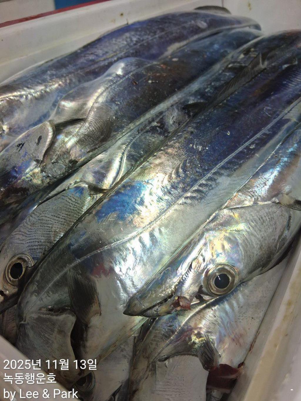 낚시뚜,갈치,녹동항,녹동대성호,낚시뚜60