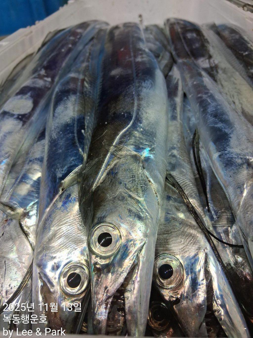 낚시뚜,갈치,녹동항,녹동대성호,낚시뚜58