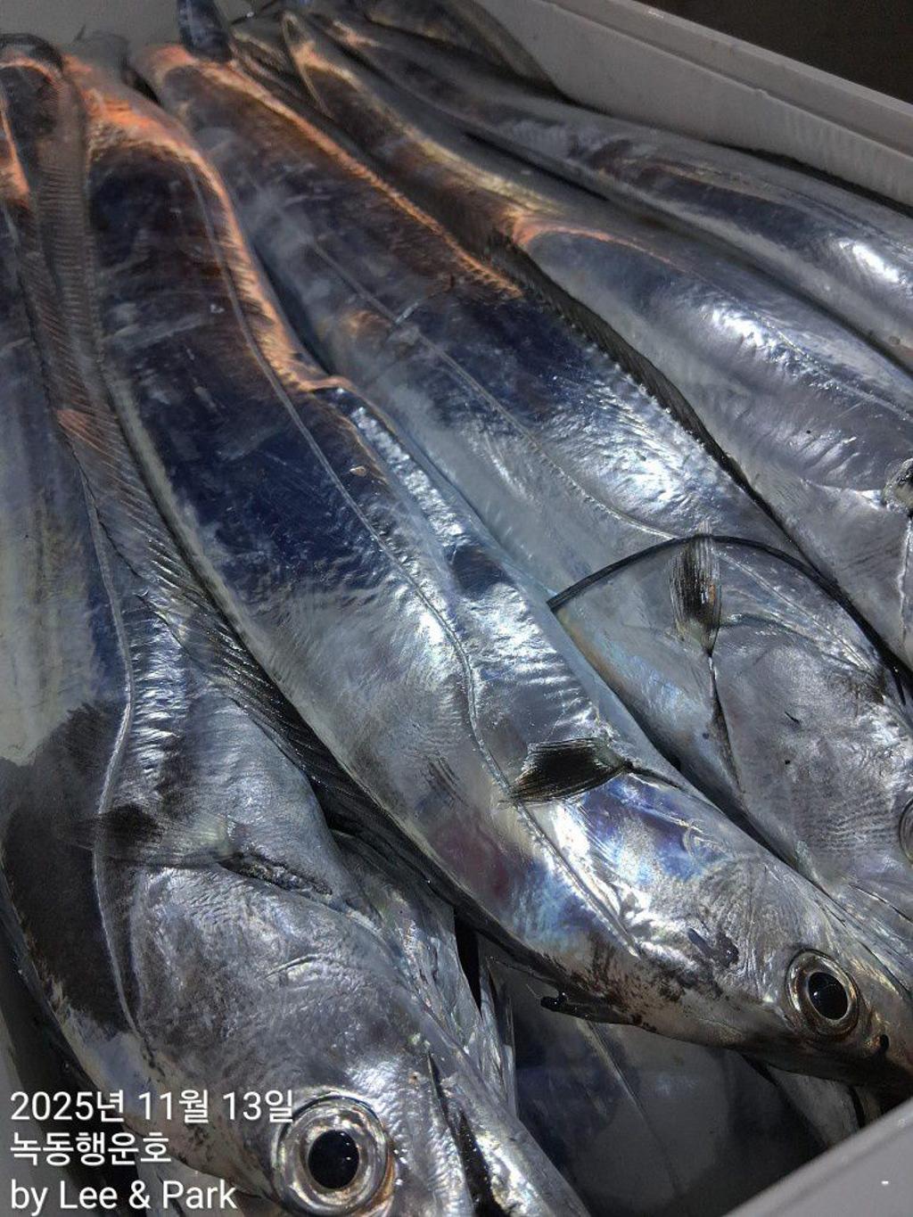 낚시뚜,갈치,녹동항,녹동대성호,낚시뚜57