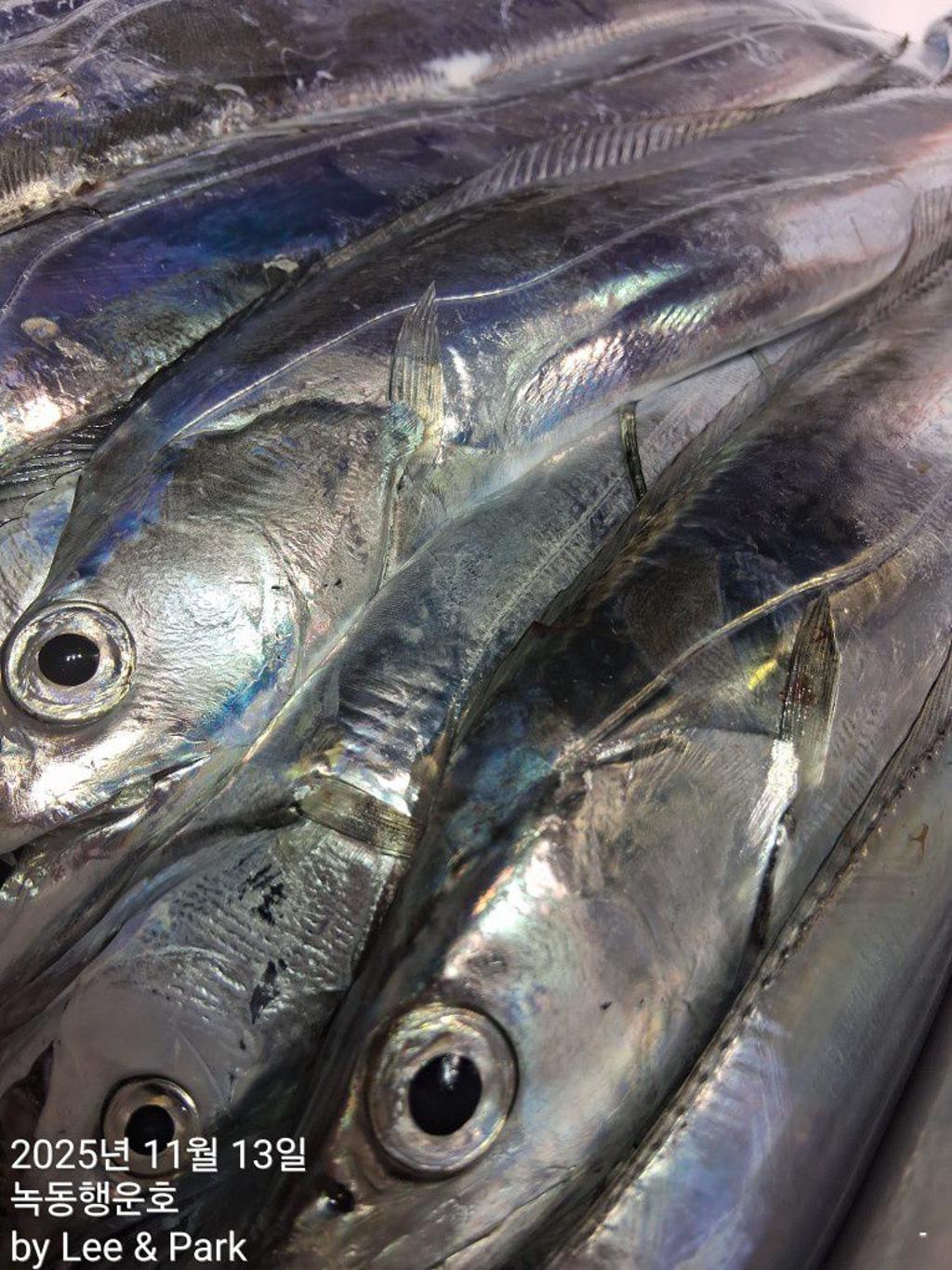 낚시뚜,갈치,녹동항,녹동대성호,낚시뚜54