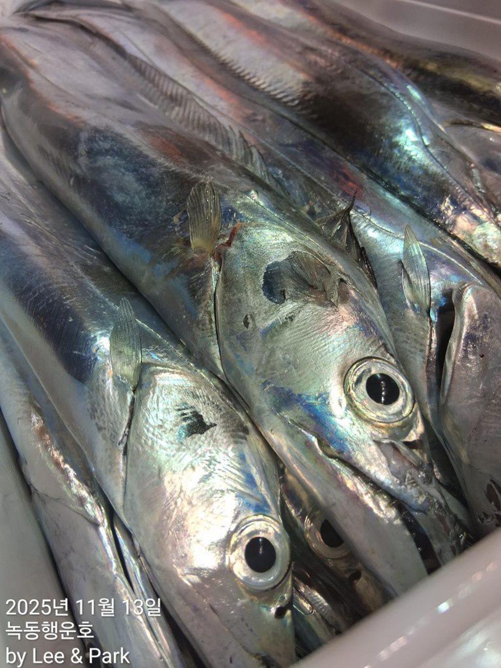 낚시뚜,갈치,녹동항,녹동대성호,낚시뚜53