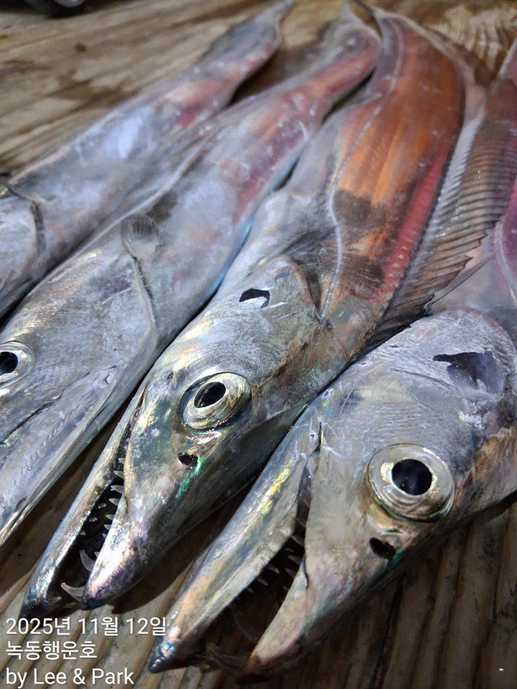 낚시뚜,갈치,녹동항,녹동대성호,낚시뚜35