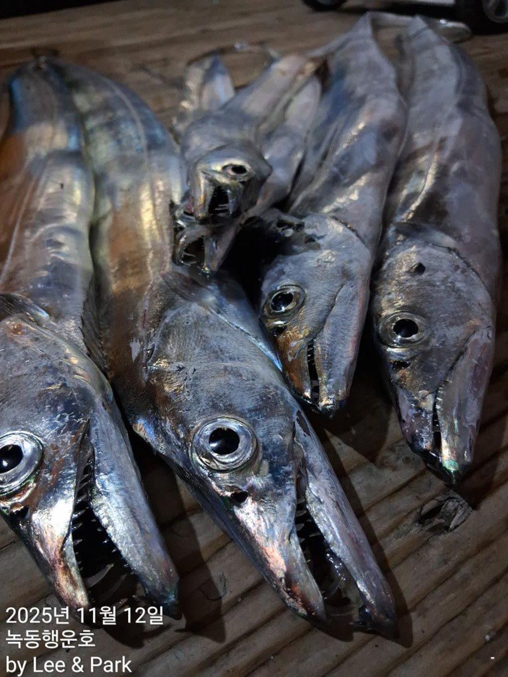 낚시뚜,갈치,녹동항,녹동대성호,낚시뚜34