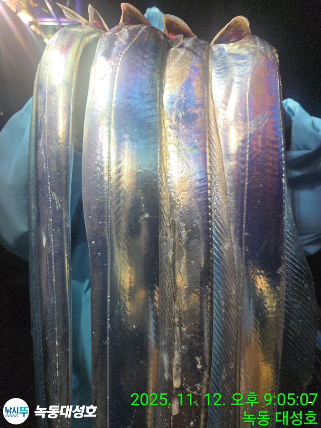 낚시뚜,갈치,녹동항,녹동대성호,낚시뚜32