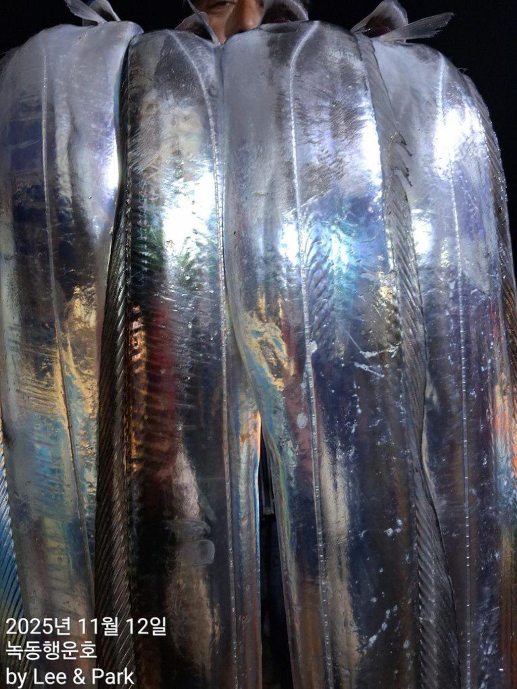 낚시뚜,갈치,녹동항,녹동대성호,낚시뚜23