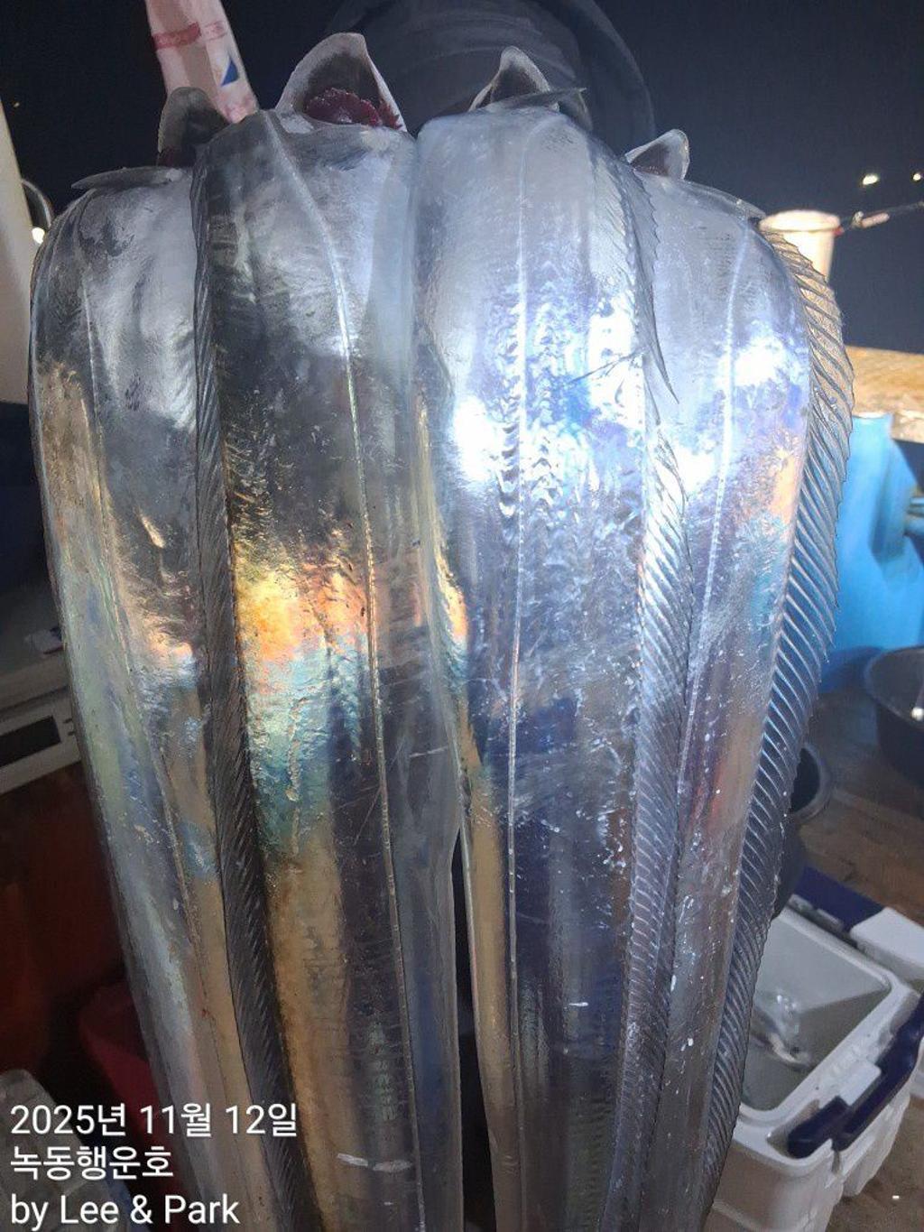 낚시뚜,갈치,녹동항,녹동대성호,낚시뚜22