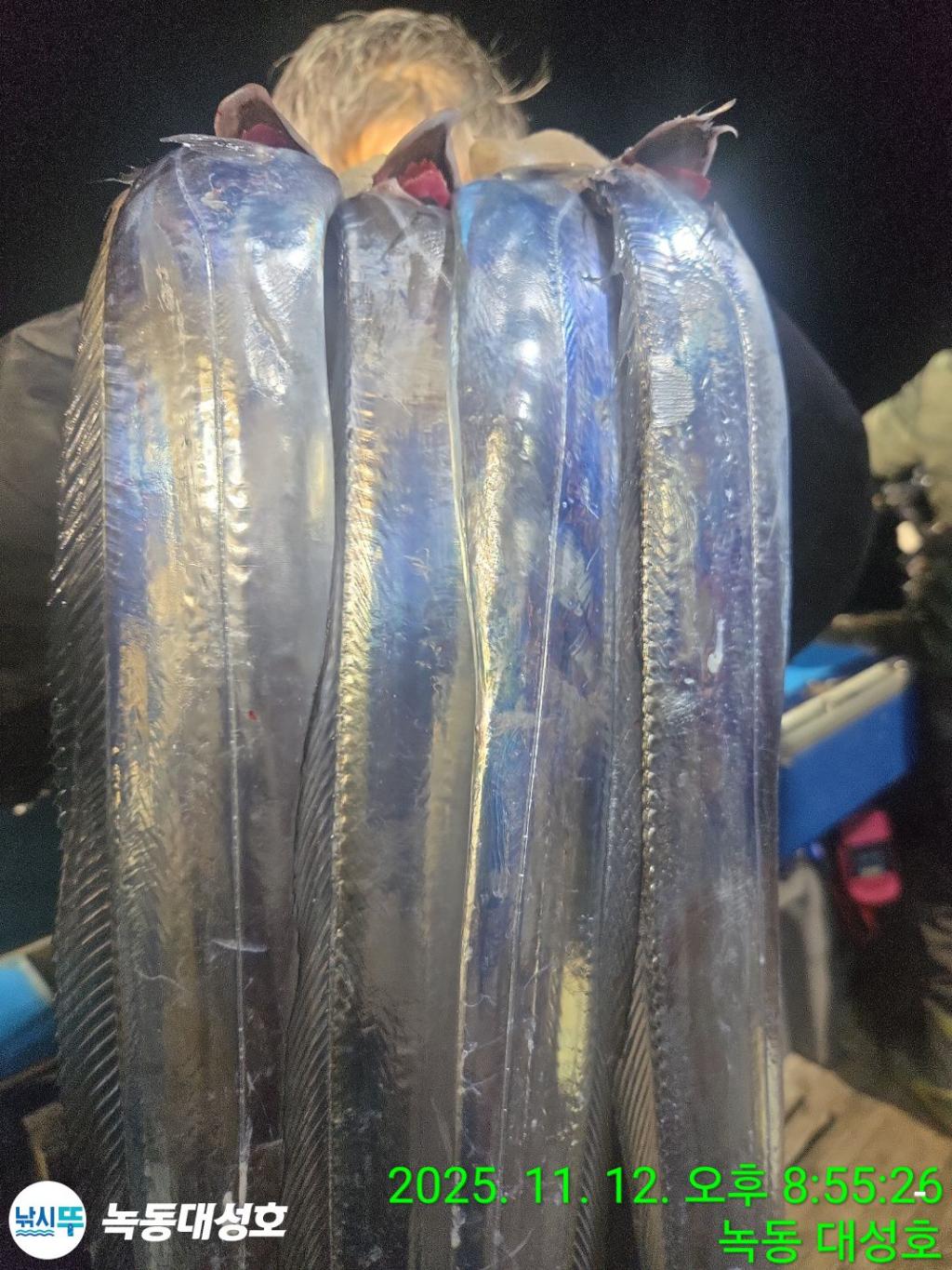 낚시뚜,갈치,녹동항,녹동대성호,낚시뚜21