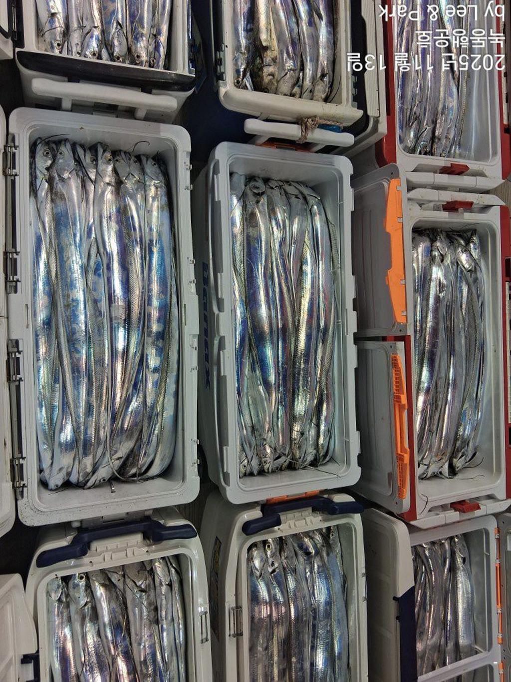 낚시뚜,갈치,녹동항,녹동대성호,낚시뚜8