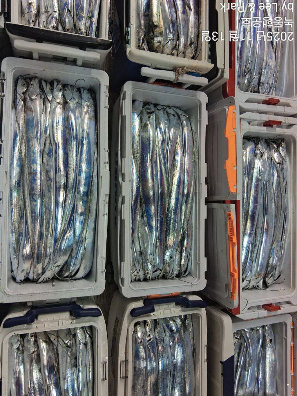 낚시뚜,갈치,녹동항,녹동대성호,낚시뚜7