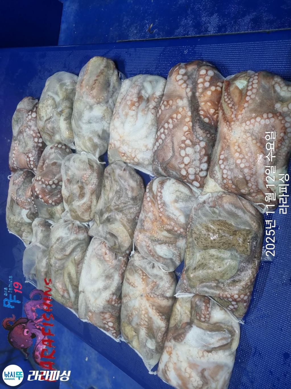 낚시뚜,돌문어,속천항(진해),라라피싱,낚시뚜25