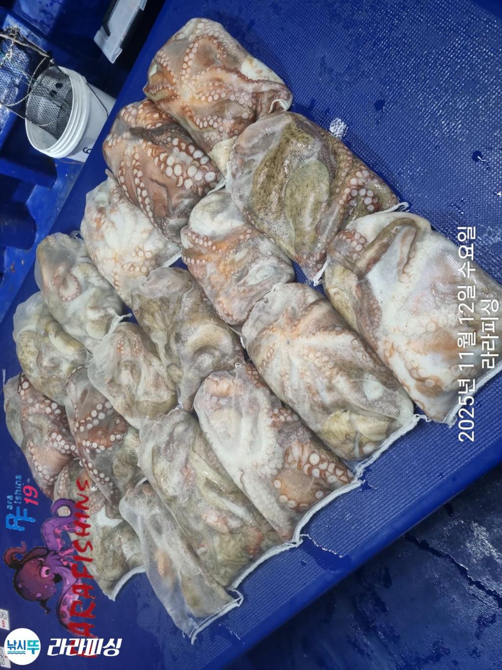 낚시뚜,돌문어,속천항(진해),라라피싱,낚시뚜24