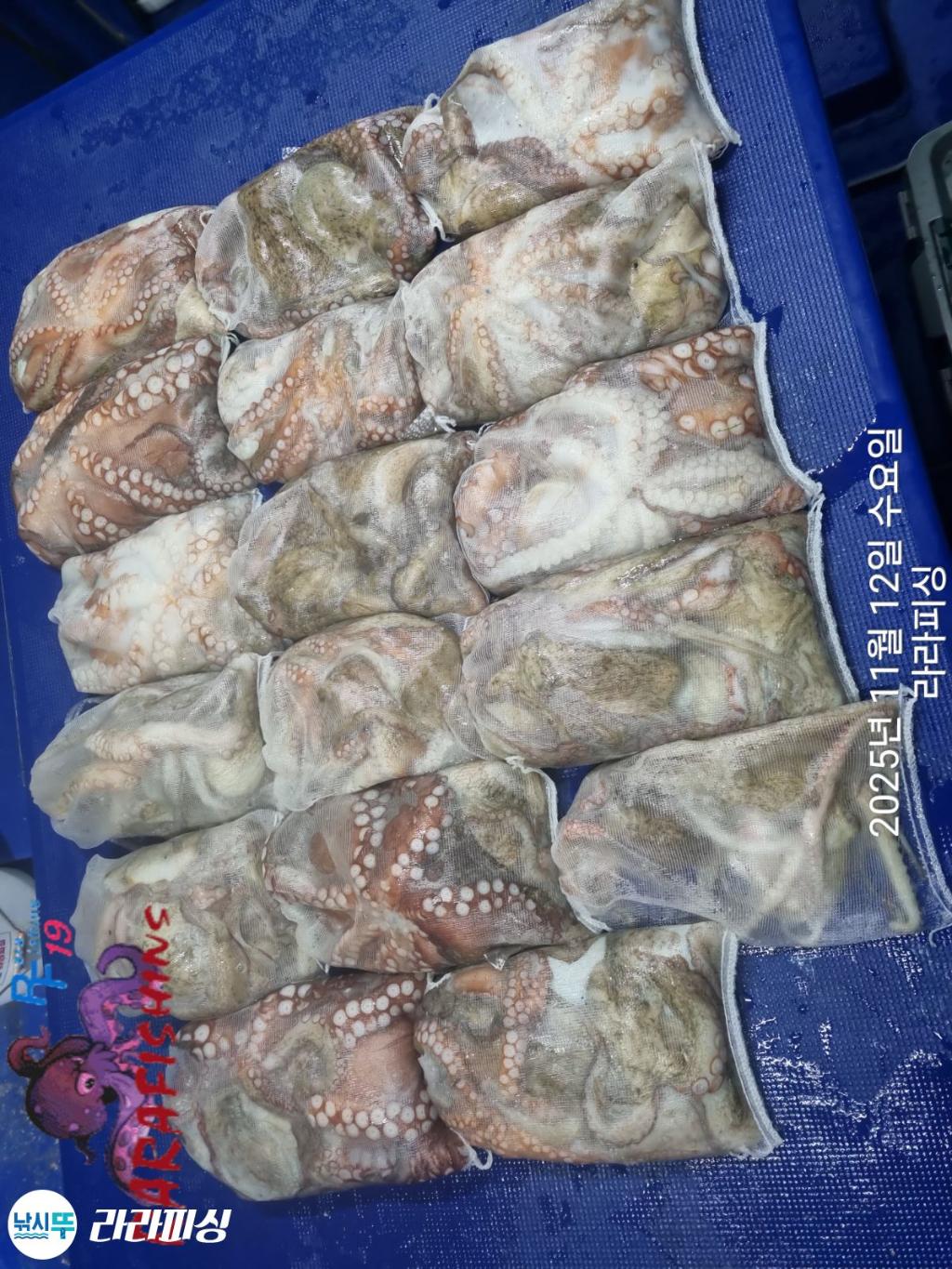 낚시뚜,돌문어,속천항(진해),라라피싱,낚시뚜21