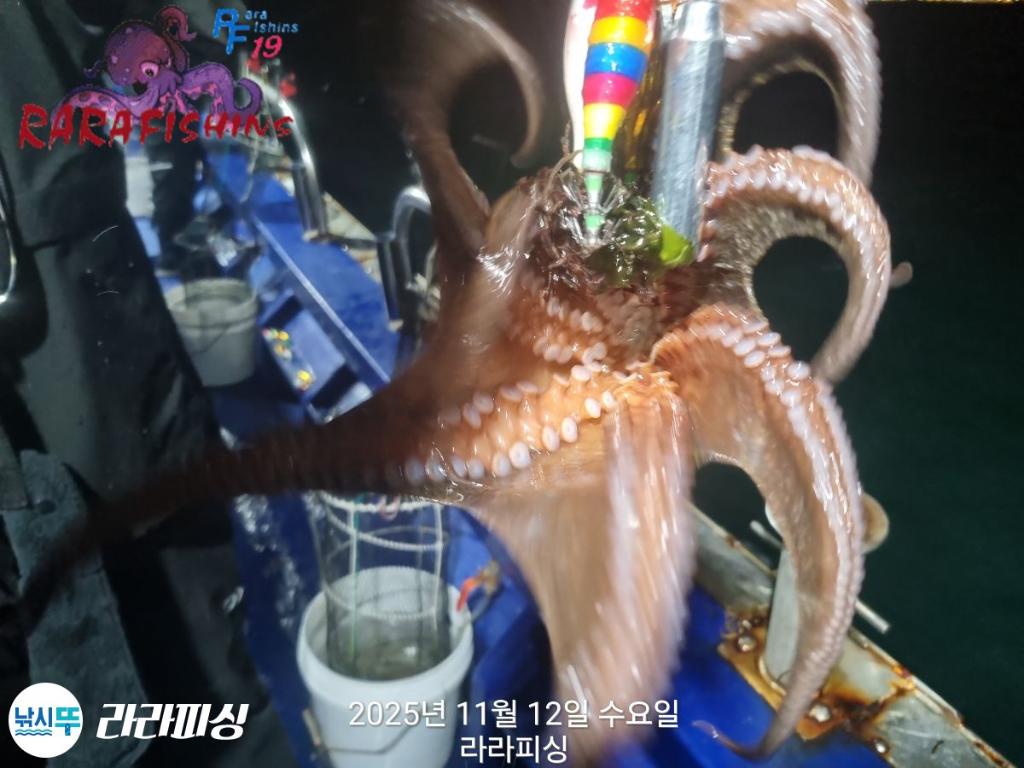 낚시뚜,돌문어,속천항(진해),라라피싱,낚시뚜11