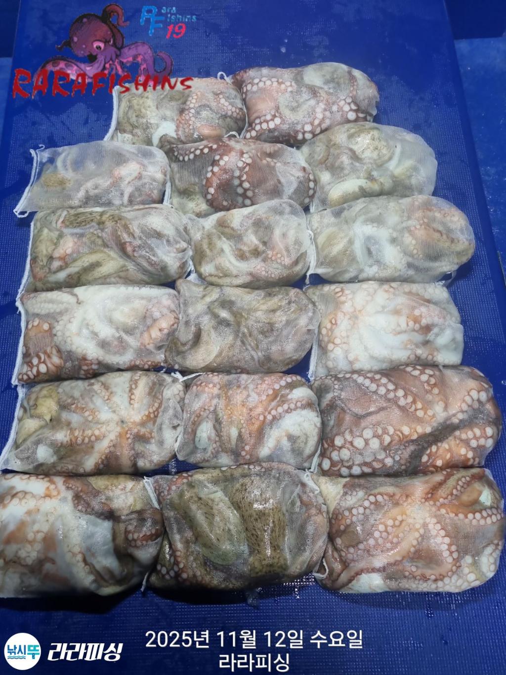 낚시뚜,돌문어,속천항(진해),라라피싱,낚시뚜0