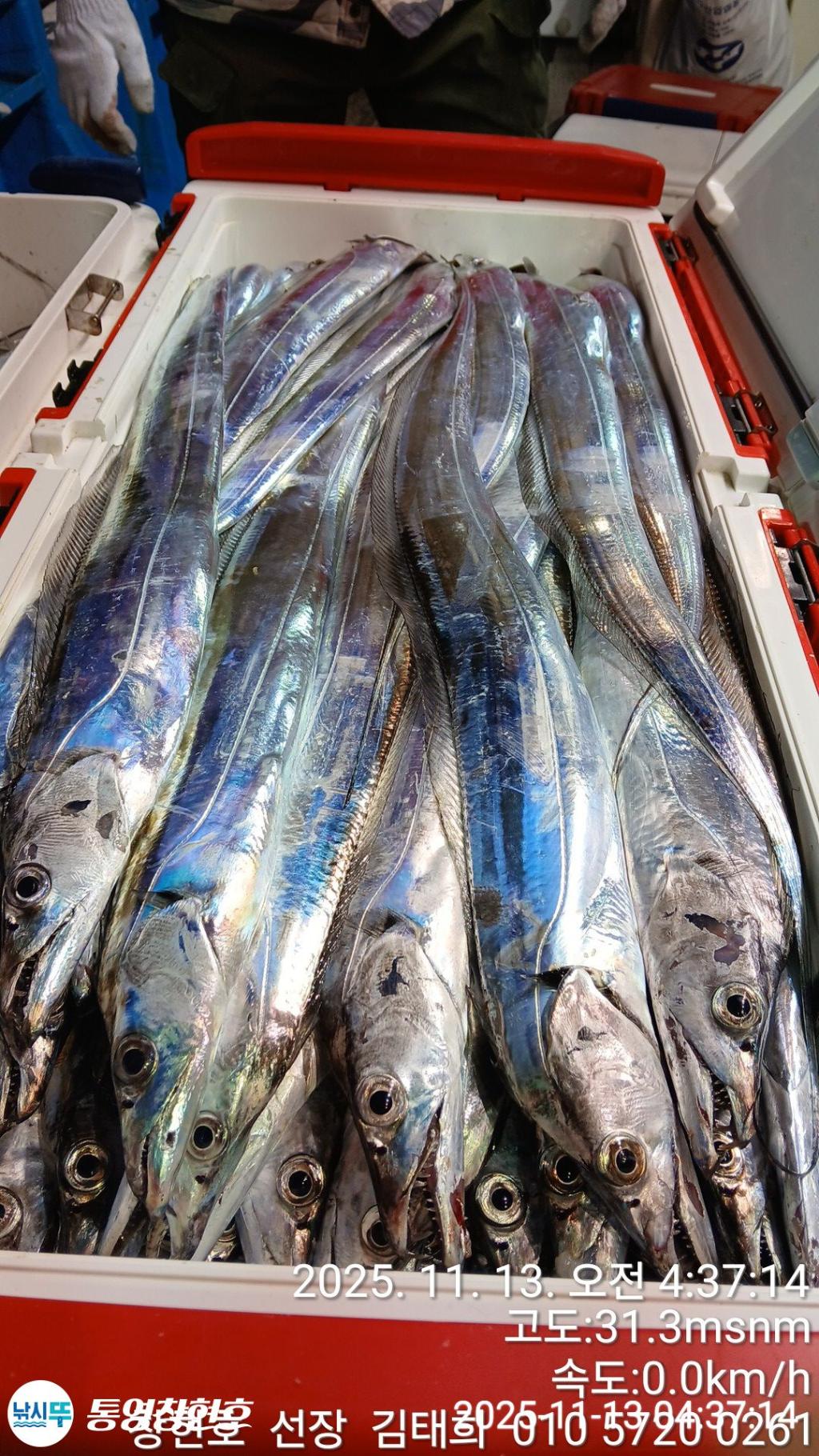 낚시뚜,갈치,통영연명항,통영창현호,낚시뚜14