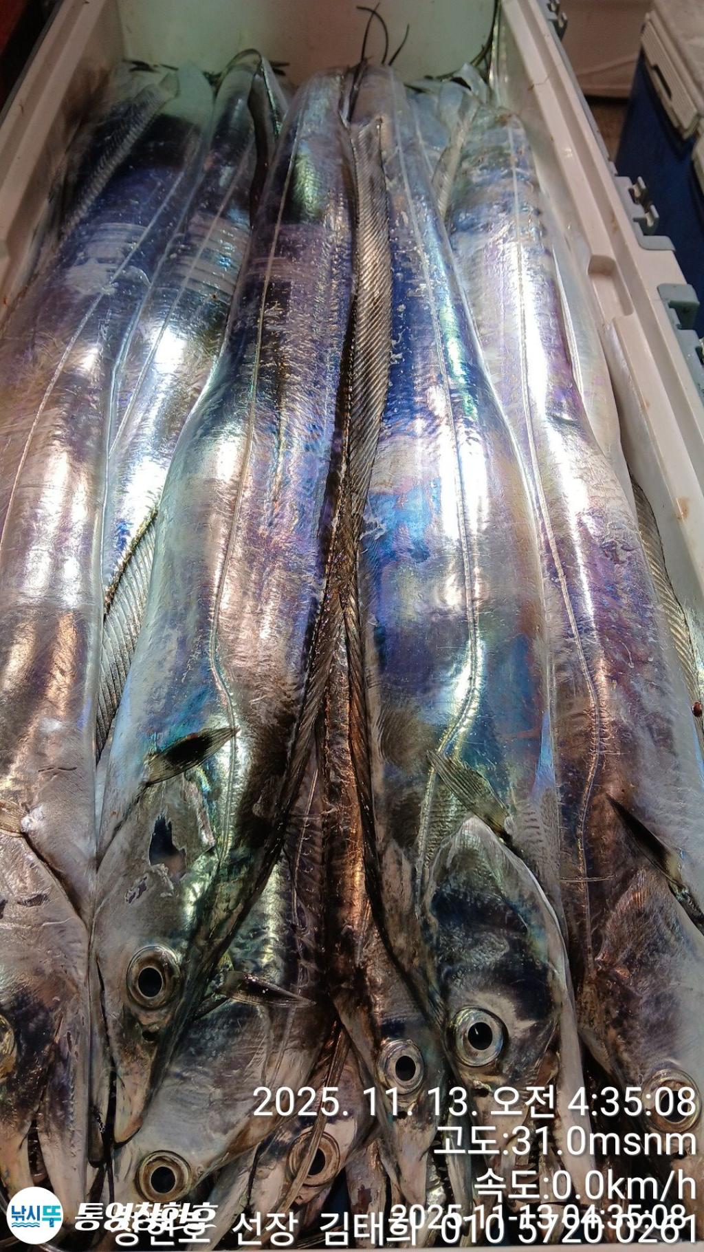 낚시뚜,갈치,통영연명항,통영창현호,낚시뚜13