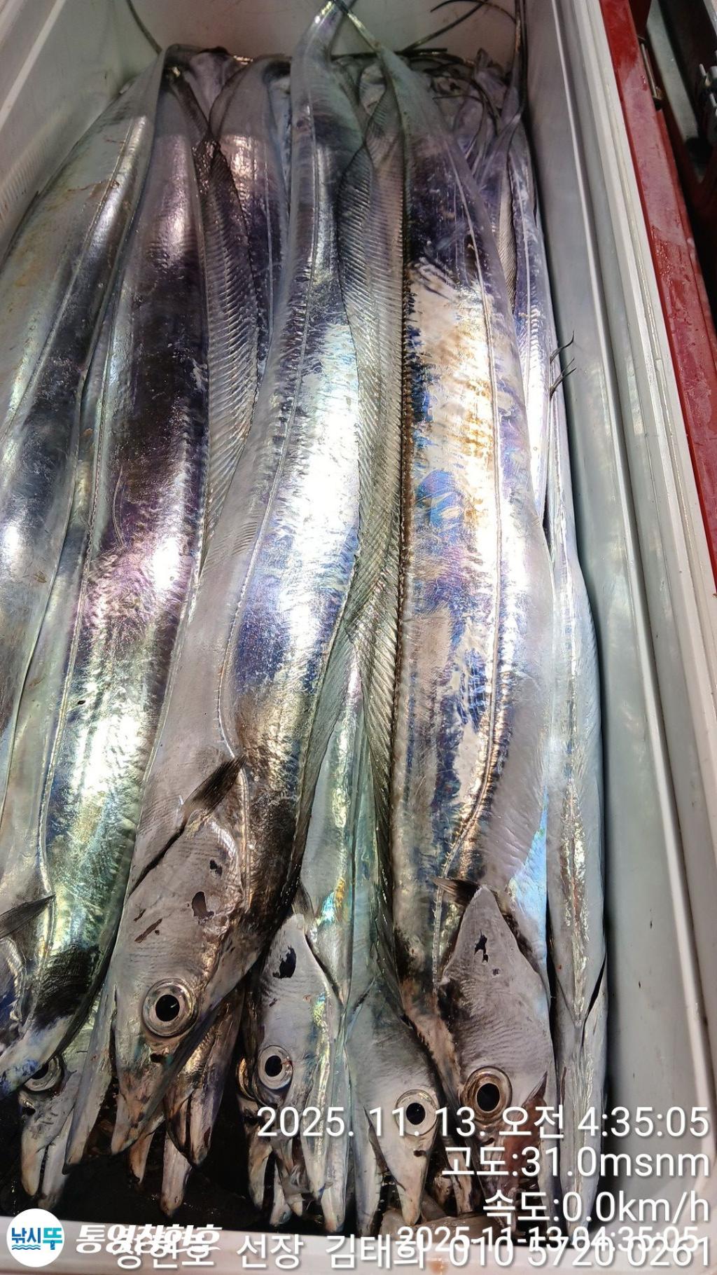 낚시뚜,갈치,통영연명항,통영창현호,낚시뚜12