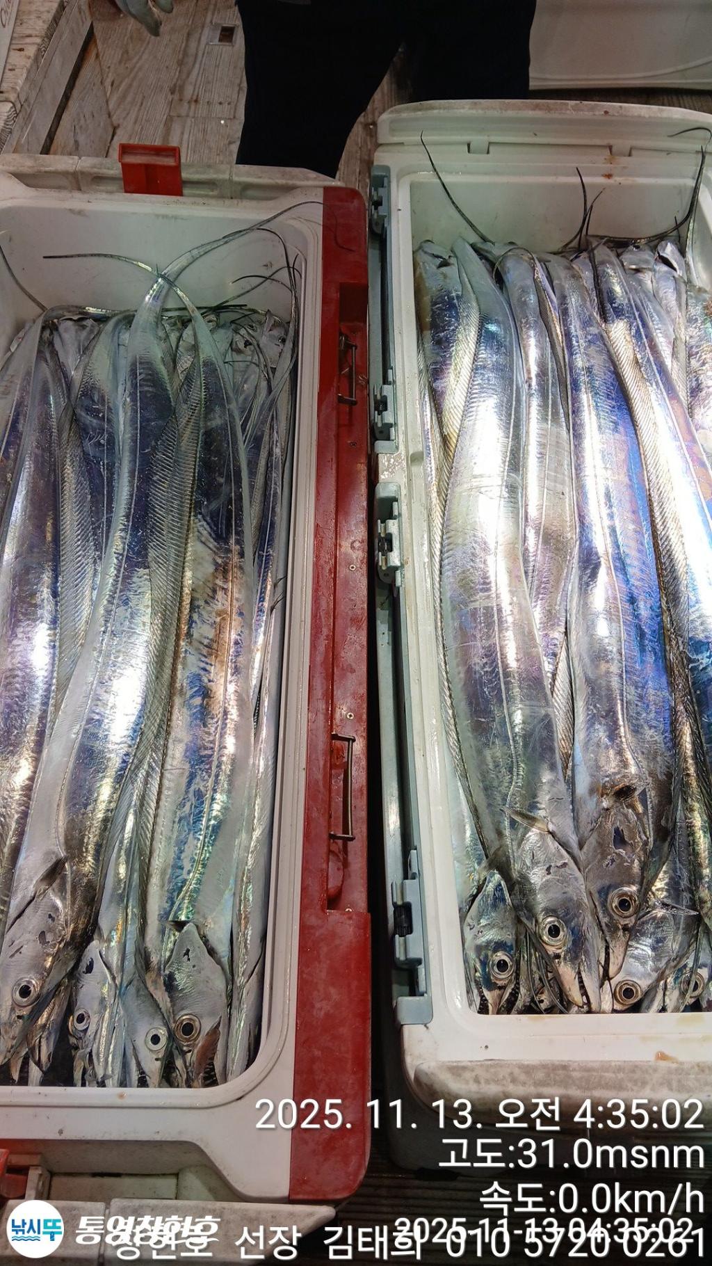 낚시뚜,갈치,통영연명항,통영창현호,낚시뚜10