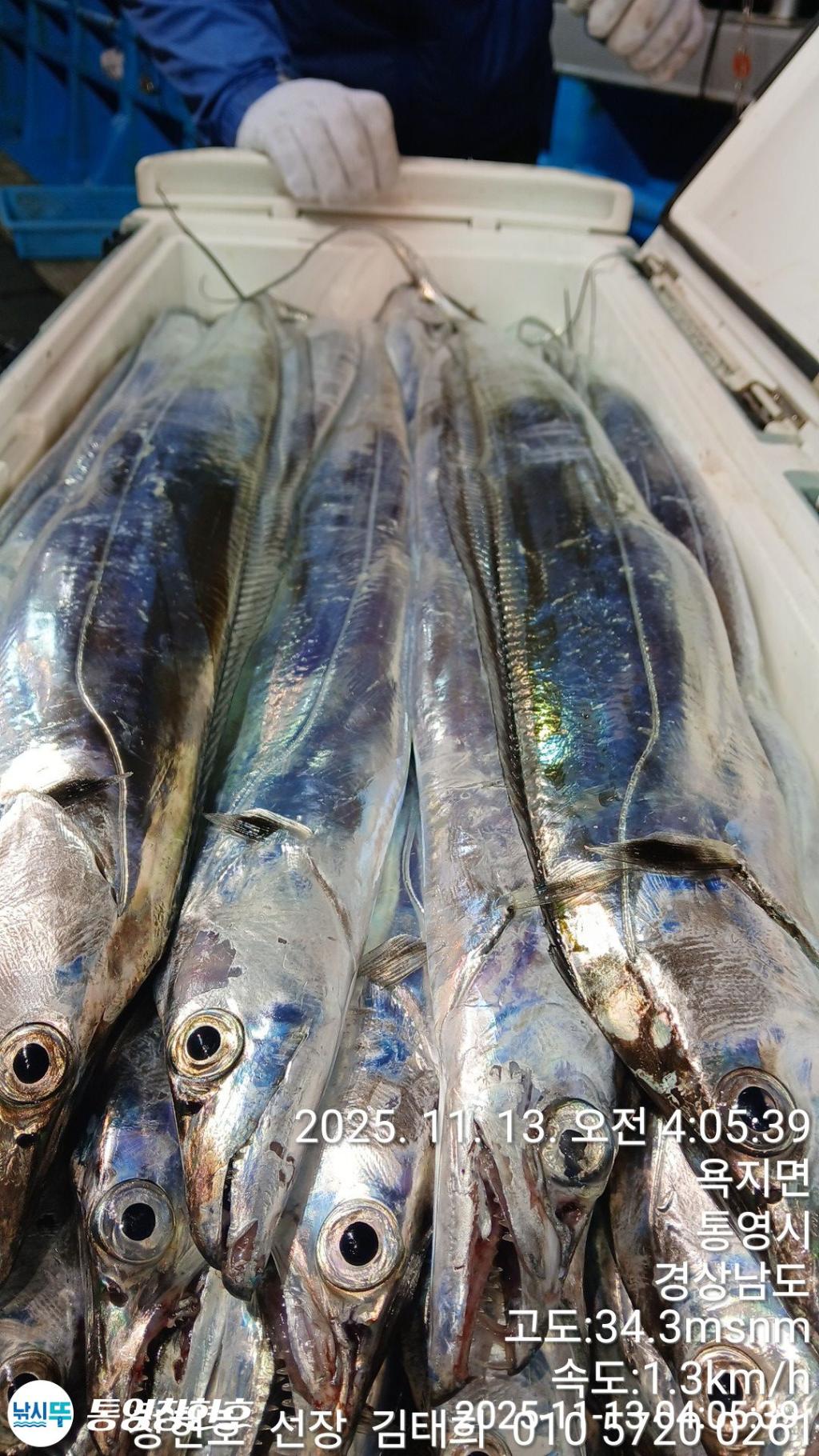 낚시뚜,갈치,통영연명항,통영창현호,낚시뚜6