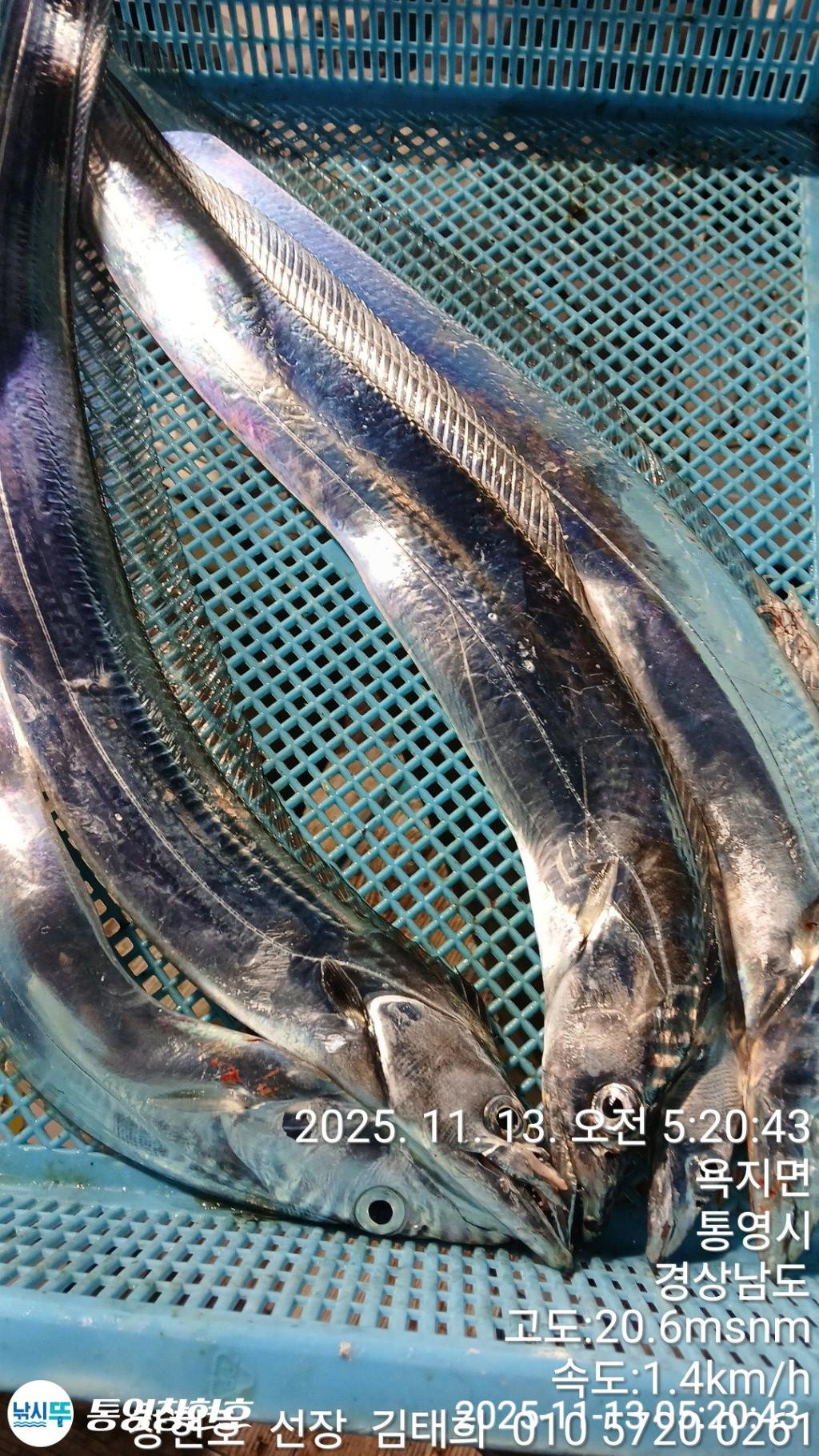 낚시뚜,갈치,통영연명항,통영창현호,낚시뚜4