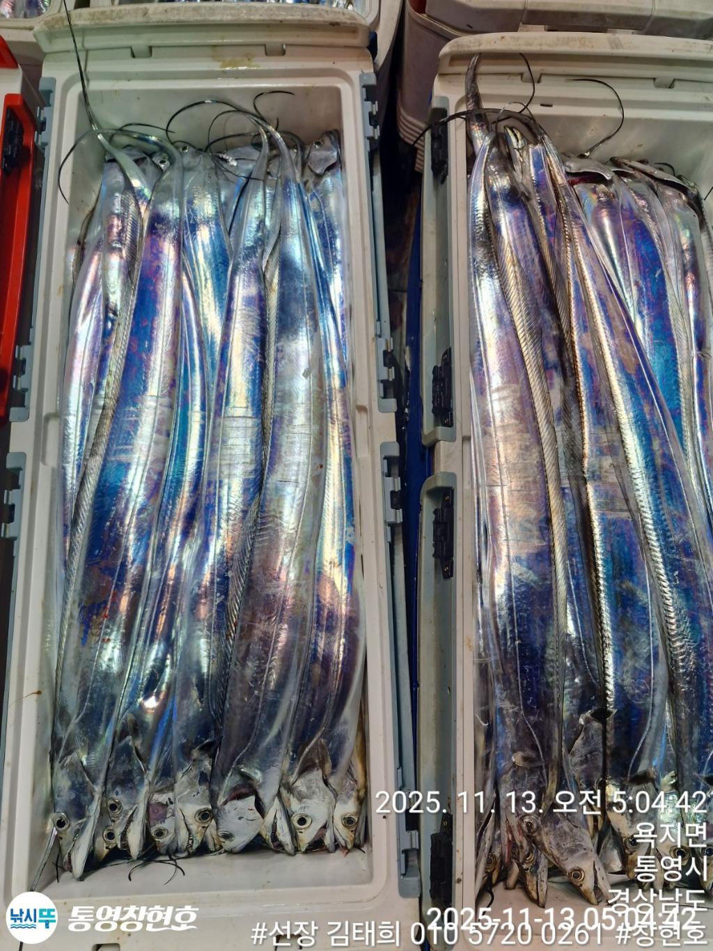 낚시뚜,갈치,통영연명항,통영창현호,낚시뚜3