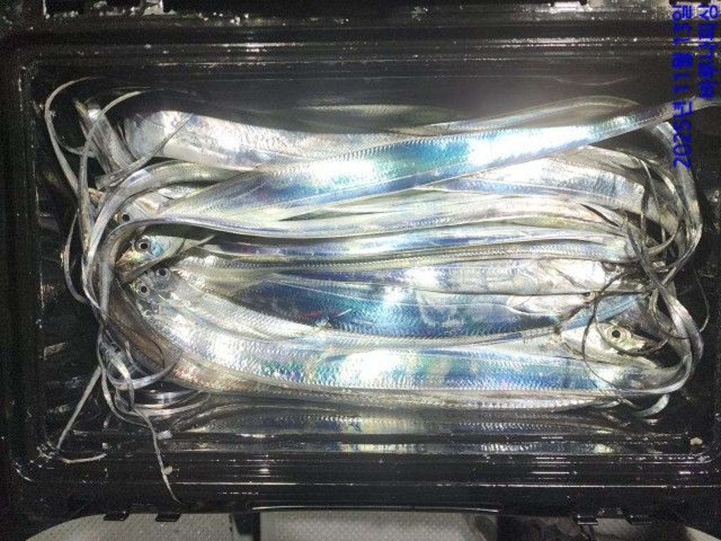 낚시뚜,갈치,속천항(진해),바루나피싱,낚시뚜10