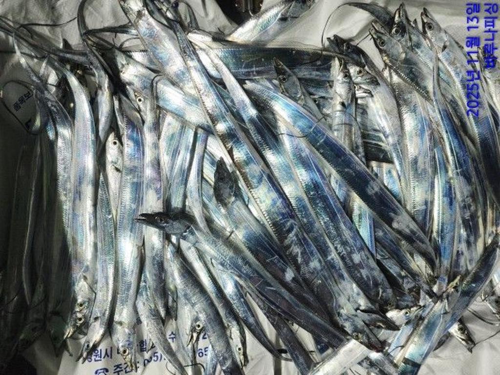 낚시뚜,갈치,속천항(진해),바루나피싱,낚시뚜8