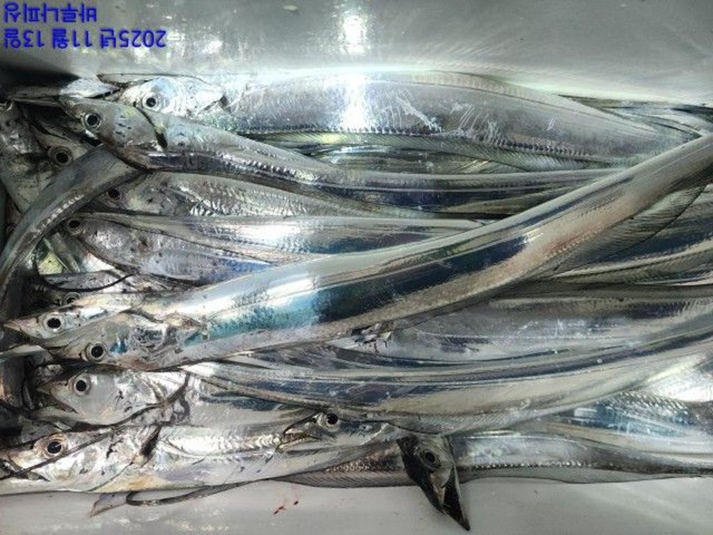 낚시뚜,갈치,속천항(진해),바루나피싱,낚시뚜4