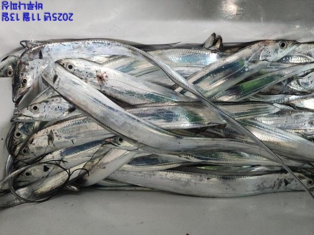 낚시뚜,갈치,속천항(진해),바루나피싱,낚시뚜3